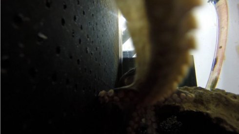 Сорвавший опыт осьминог устроил ученым фотосессию