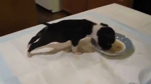 Такого голодного щенка вы еще не видели (Видео)