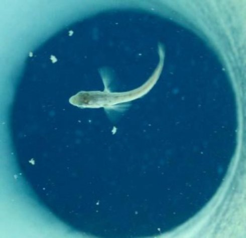 У берегов Антарктиды найден новый вид рыбы