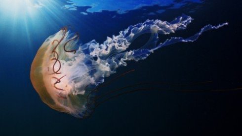 У медуз и у людей есть общий предок, ученые
