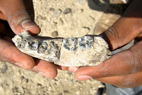 Ученые нашли древнейшего представителя человеческого рода